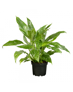 Spathiphyllum Diamond Variegata
