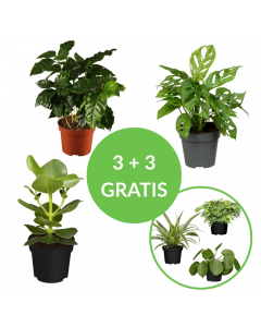 3 + 3 gratis Zimmerpflanzen-Set