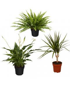 Luftreinigendes Trio
