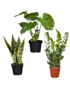 Pflegeleichtes Pflanzen-Trio