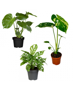 Monstera-Trio