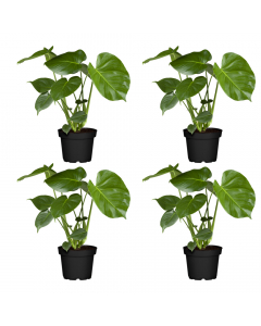Monstera-Set (4er)