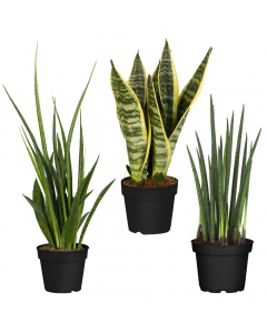Bogenhanf-Trio