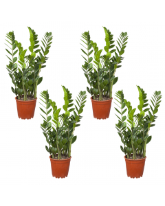 4er-Glücksfeder-Set