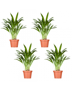 4er-Areca-Set