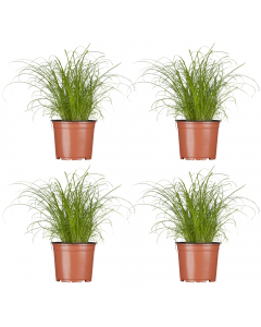 4er-Katzengras-Set