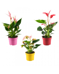 Flamingoblumen-Trio