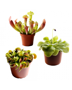 Starter-Set Fleischfressende Pflanzen
