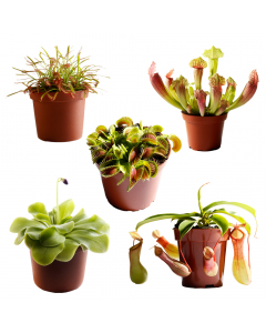 Fleischfressende Pflanzen im Set für Liebhaber