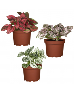 Mini-Pflanzen-Set: Punktblumen