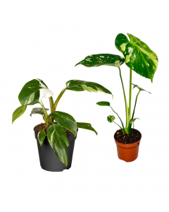 Variegata Pflanzen-Set