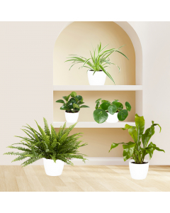 Katzenfreundliches Pflanzen-Set (groß)