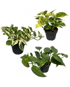 Kleines Efeututen-Set