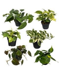 Efeututen-Set (gro&szlig;)