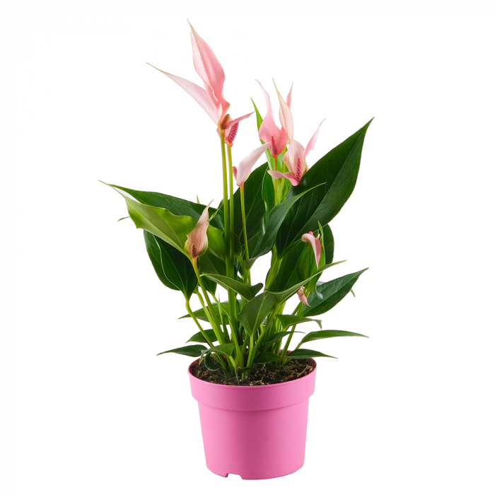 Flamingoblume Lilli Flamingoblume Lilli