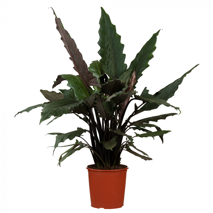 Pfeilblatt Lauterbachiana