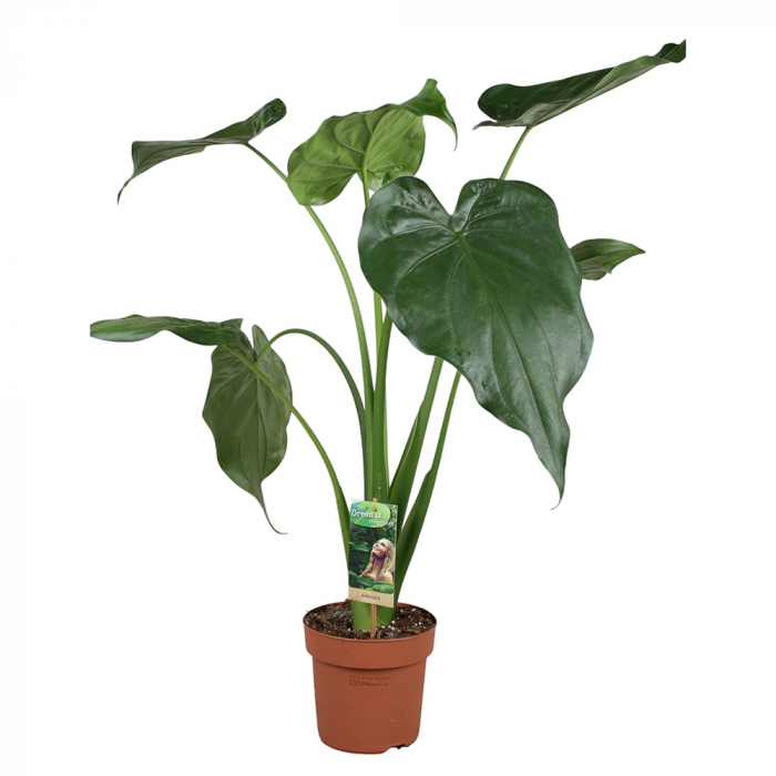 Pfeilblatt Cucullata Pfeilblatt Cucullata