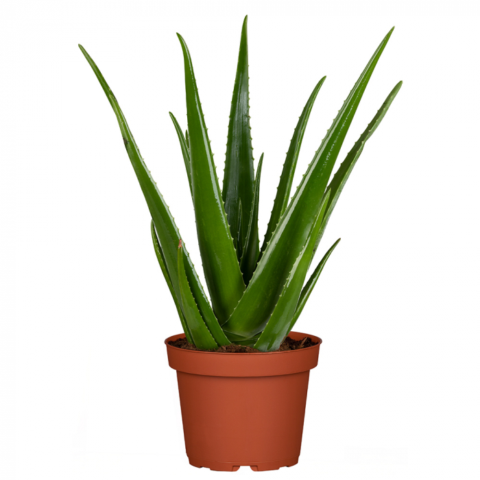Große Aloe Vera Große Aloe Vera