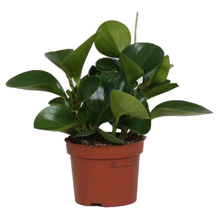 Regentropfen-Zierpfeffer Raindrop