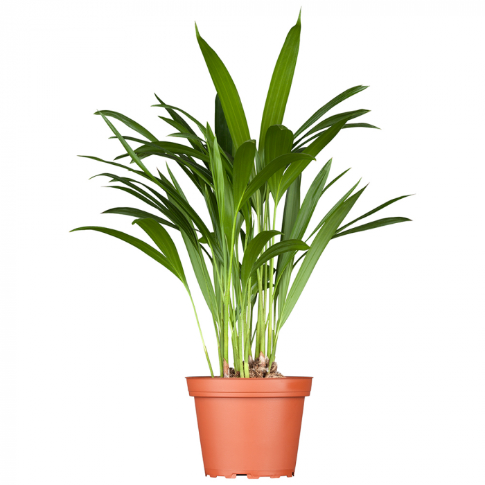 Große Goldfruchtpalme Große Goldfruchtpalme
