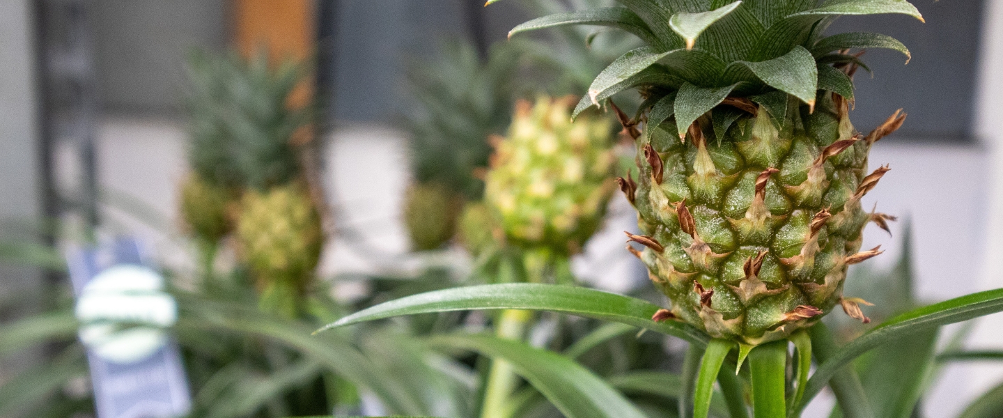 Ananas-Pflanze: Herkunft, Pflege & Tipps