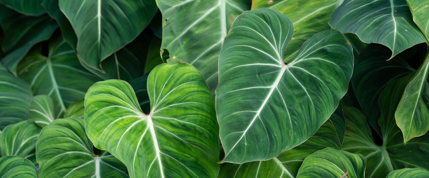 Philodendron - ein Evergreen für dein Zuhause