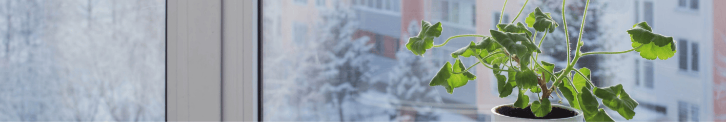 Pflegeratgeber: Zimmerpflanzen im Winter Pflegeratgeber: Zimmerpflanzen im Winter