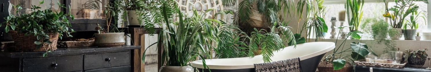 Großstadtdschungel - Zimmerpflanzen für deinen Urban Jungle