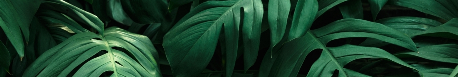 Monstera - Herkunft, Pflege & Tipps Monstera - Herkunft, Pflege & Tipps