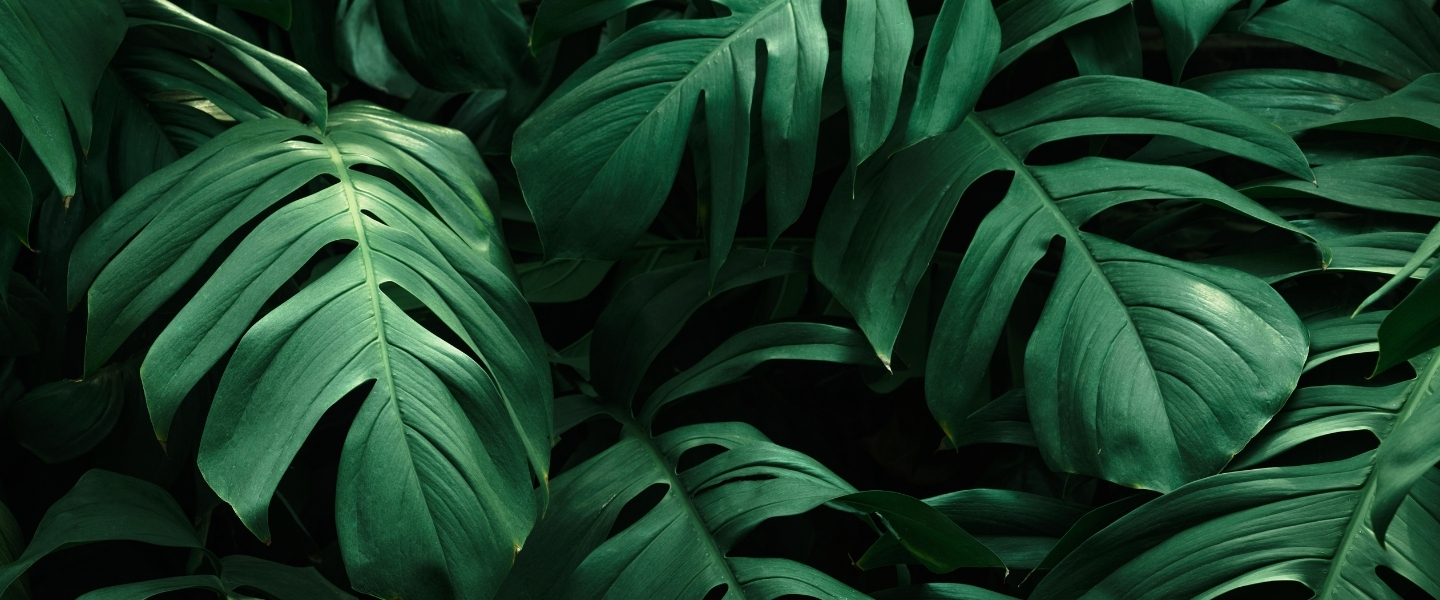 Monstera - Herkunft, Pflege & Tipps 