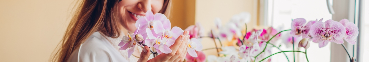 Orchidee - Bedeutung, Herkunft & Pflege