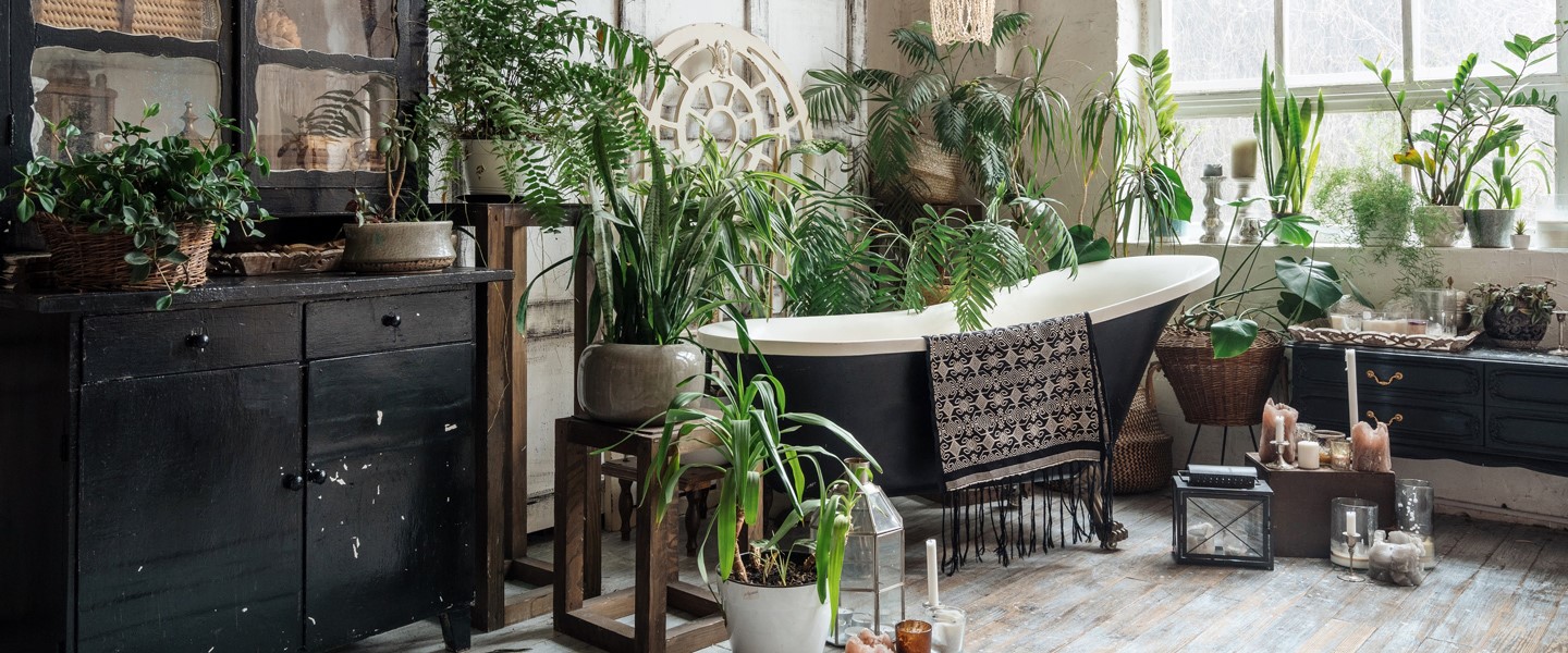 Großstadtdschungel - Zimmerpflanzen für deinen Urban Jungle