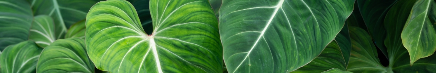Philodendron Pflege - Umtopfen, vermehren und mehr