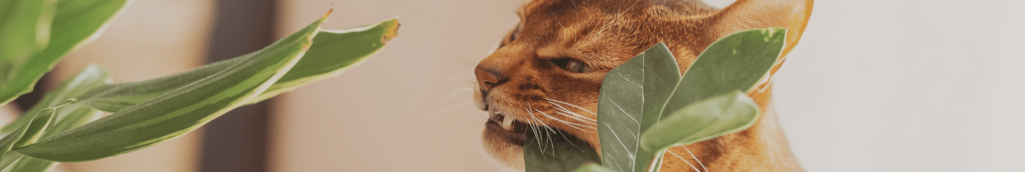 Giftige Pflanzen für deine Katze
