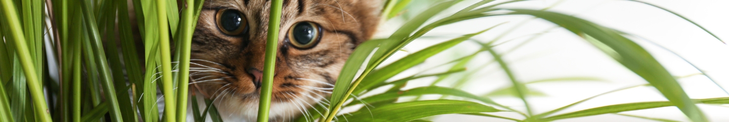 Ungiftige Pflanzen für deine Katze