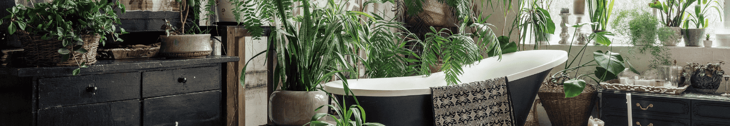 Großstadtdschungel - Zimmerpflanzen für deinen Urban Jungle Großstadtdschungel - Zimmerpflanzen für deinen Urban Jungle