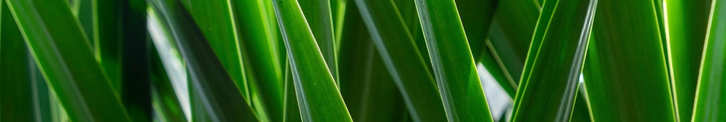 Yucca-Palme - Fakten & Pflege
