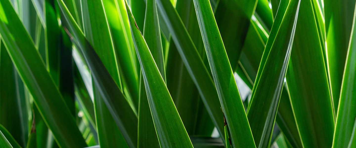 Yucca-Palme - Fakten & Pflege