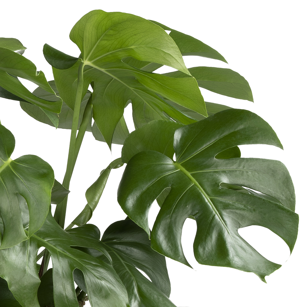 Monstera Deliciosa und ihre Bl&auml;tter