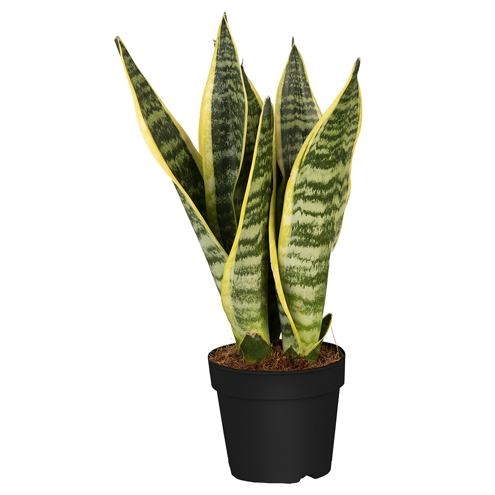 Bogenhanf Laurentii Bogenhanf Laurentii