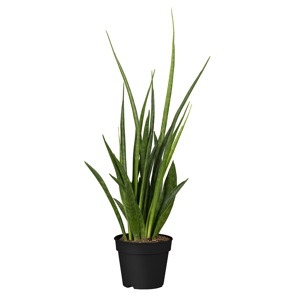 Bogenhanf Kirkii