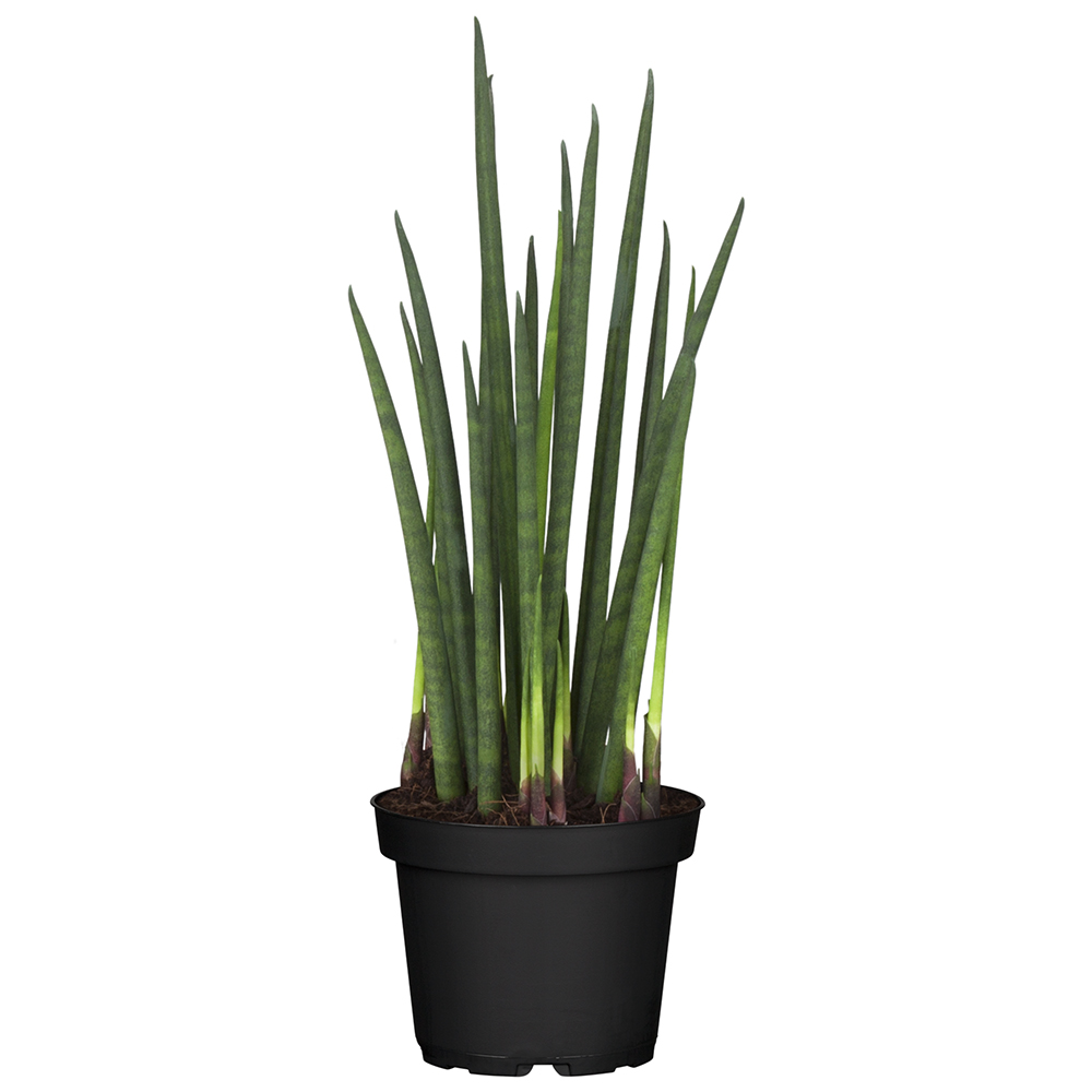 Bogenhanf Cylindrica Straight