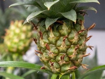 Ananas-Pflanze: Herkunft, Pflege & Tipps Ananas-Pflanze: Herkunft, Pflege & Tipps