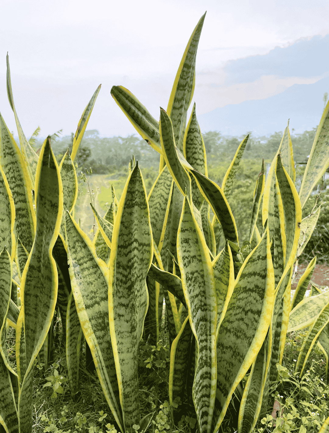 Bogenhanf in der Natur Bogenhanf in der Natur