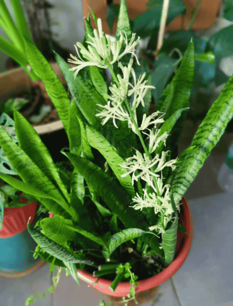 Bogenhanf mit Blüten Bogenhanf mit Blüten