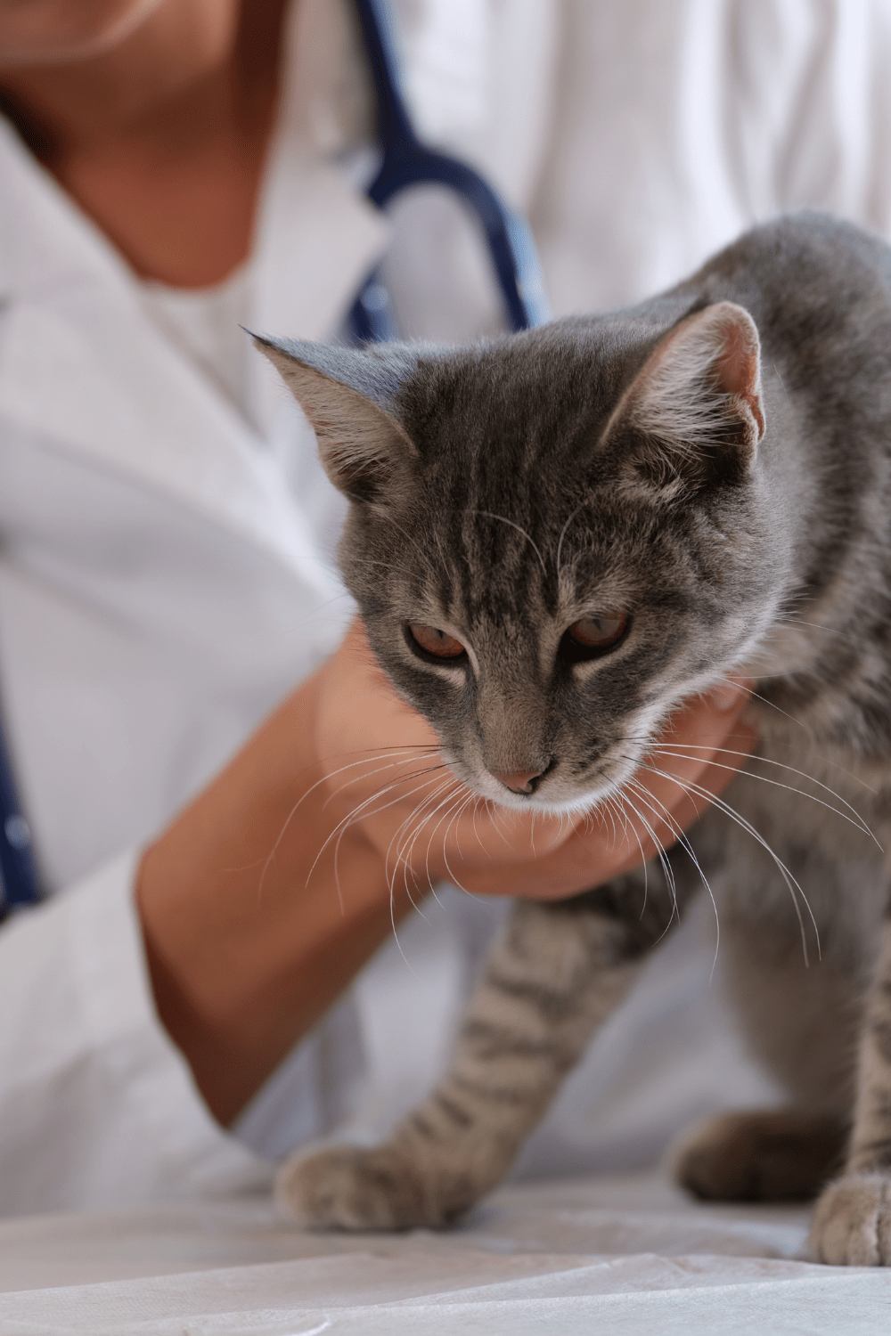 Vergiftete Katze beim Tierarzt