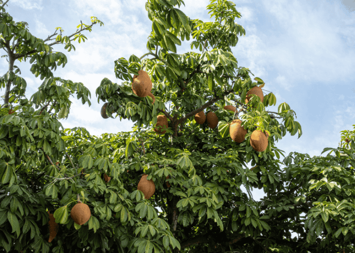 Glückskastanie in der Natur mit Früchten Glückskastanie in der Natur mit Früchten