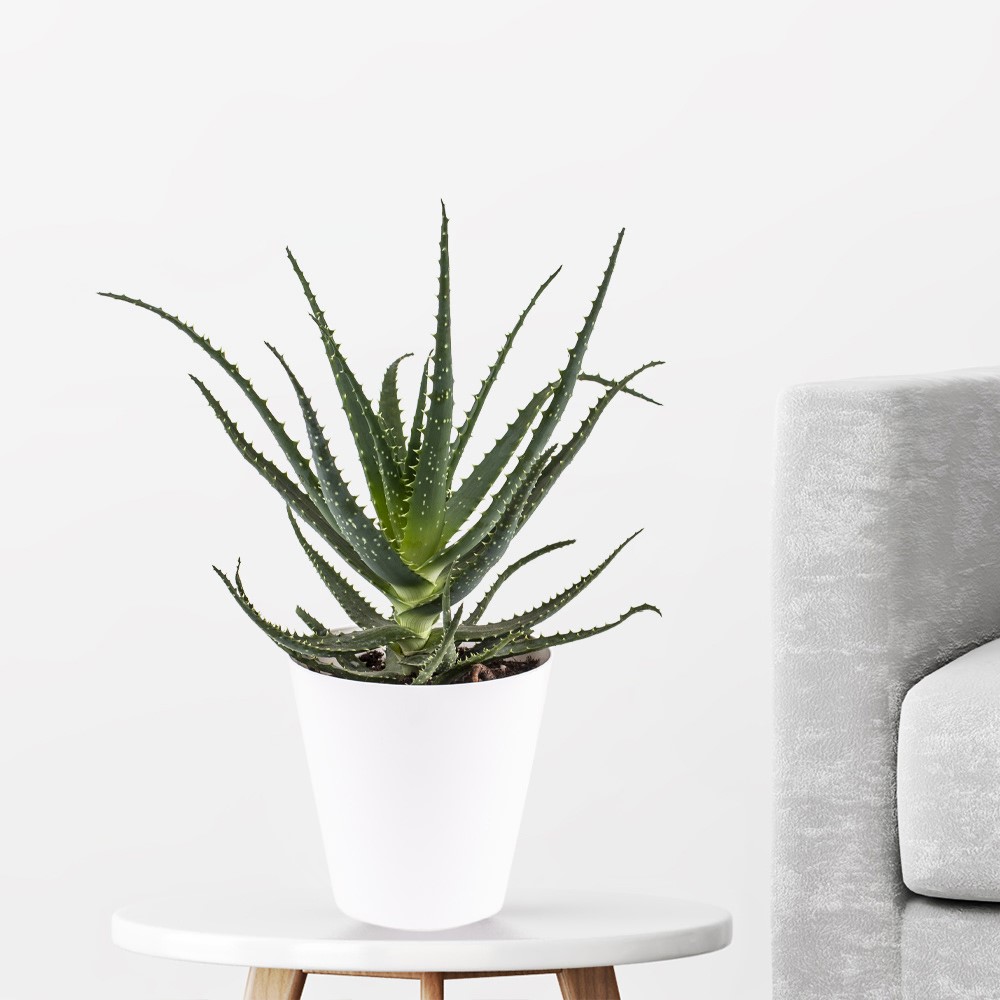 Aloe Vera am Arbeitsplatz