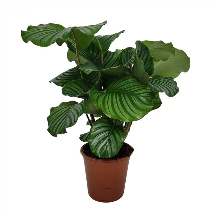 Verschicke die korbmarante calathea orbifolia online