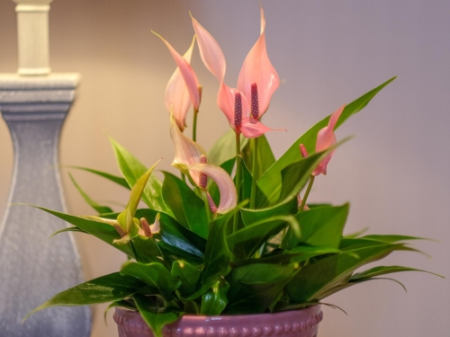 Flamingoblume der Art Anthurium Andreanum